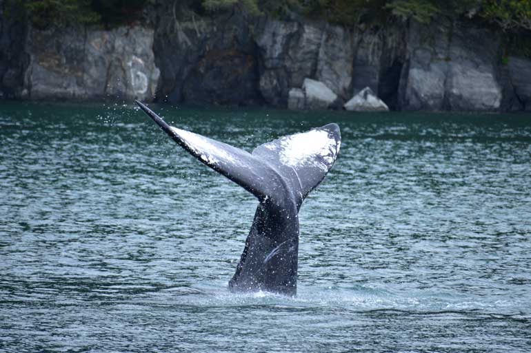 MSC Cruzeiros estabelece parceria com a Organização de Conservação Marinha ORCA durante a temporada inaugural no Alasca